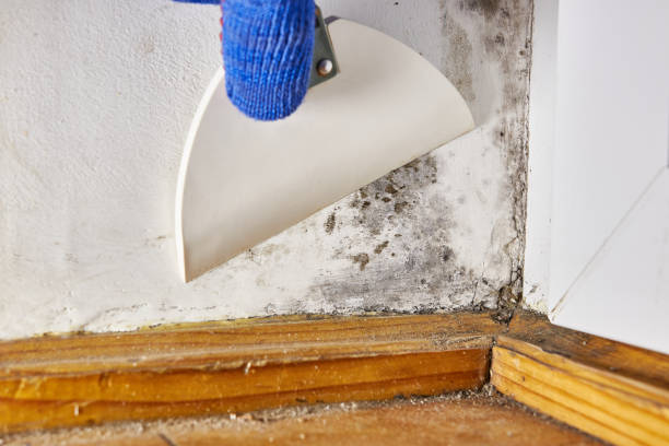 Best Mold Odor Removal Services  in Chambersburg, PA